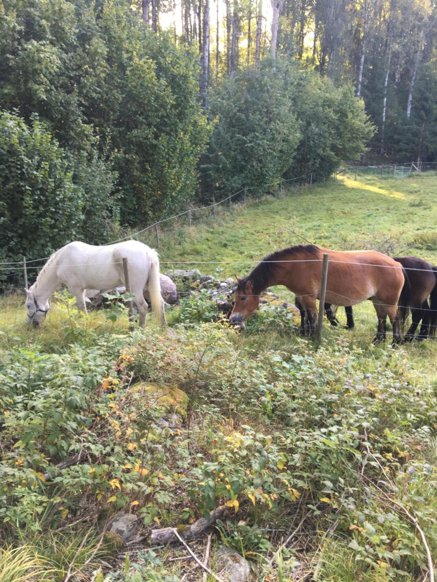 Henneviken Bnb Ed Exteriér fotografie